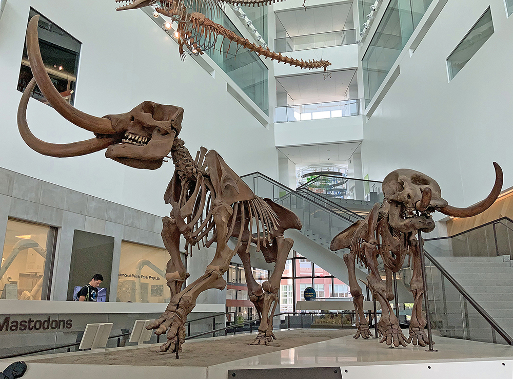 Museum of Natural History